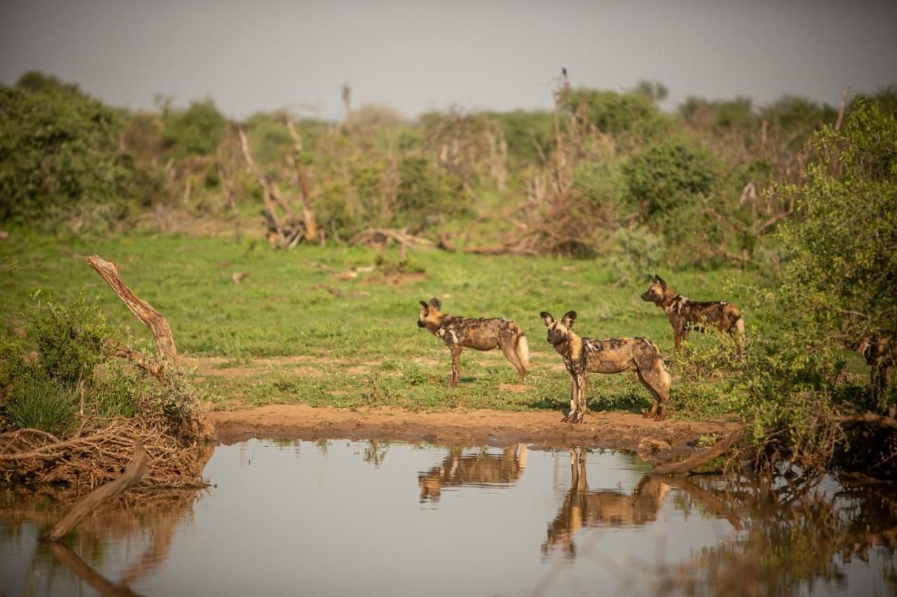 Вилла Jamala Madikwe Заповедник Мадикве Экстерьер фото