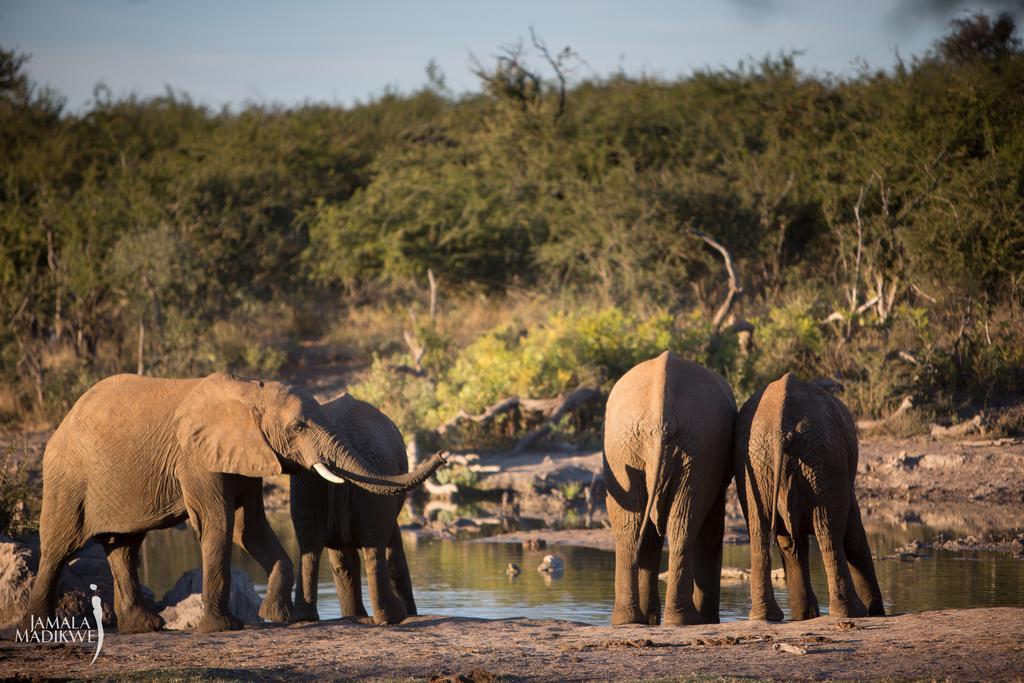 Вилла Jamala Madikwe Заповедник Мадикве Экстерьер фото