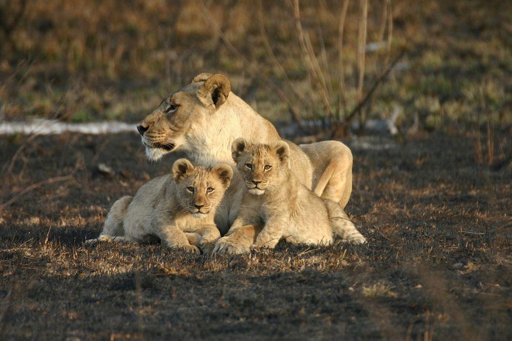 Вилла Jamala Madikwe Заповедник Мадикве Экстерьер фото
