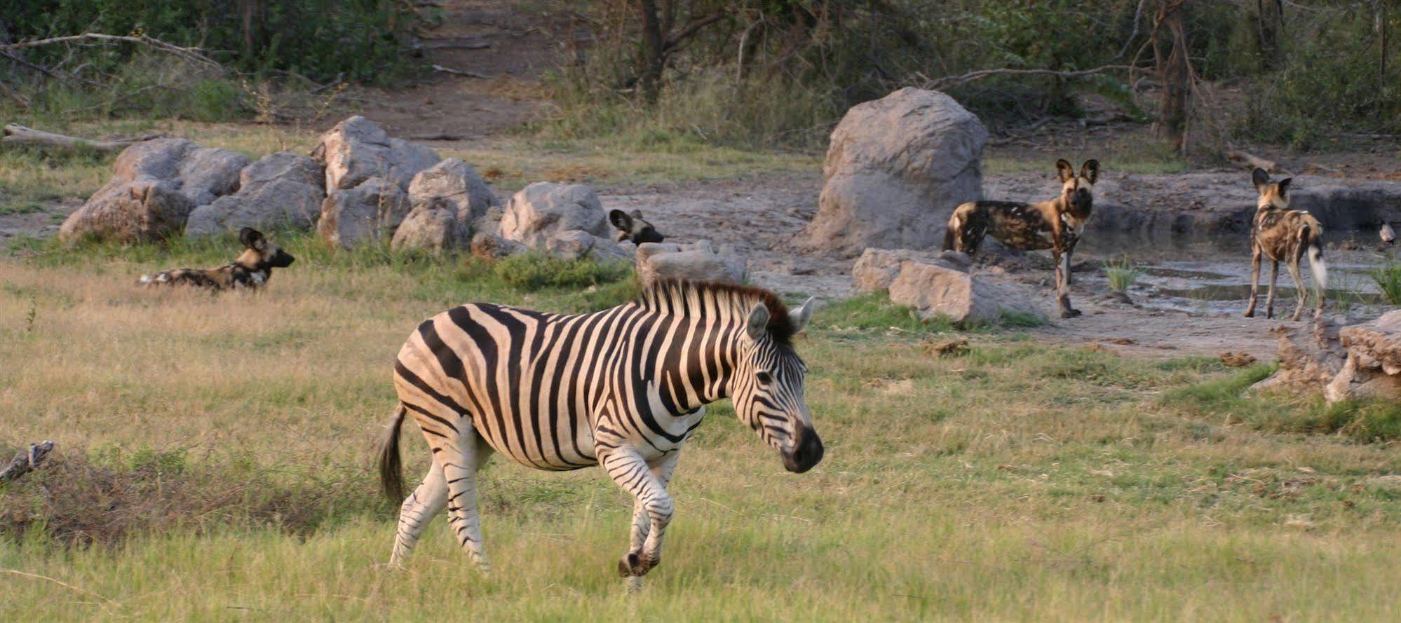Вилла Jamala Madikwe Заповедник Мадикве Экстерьер фото